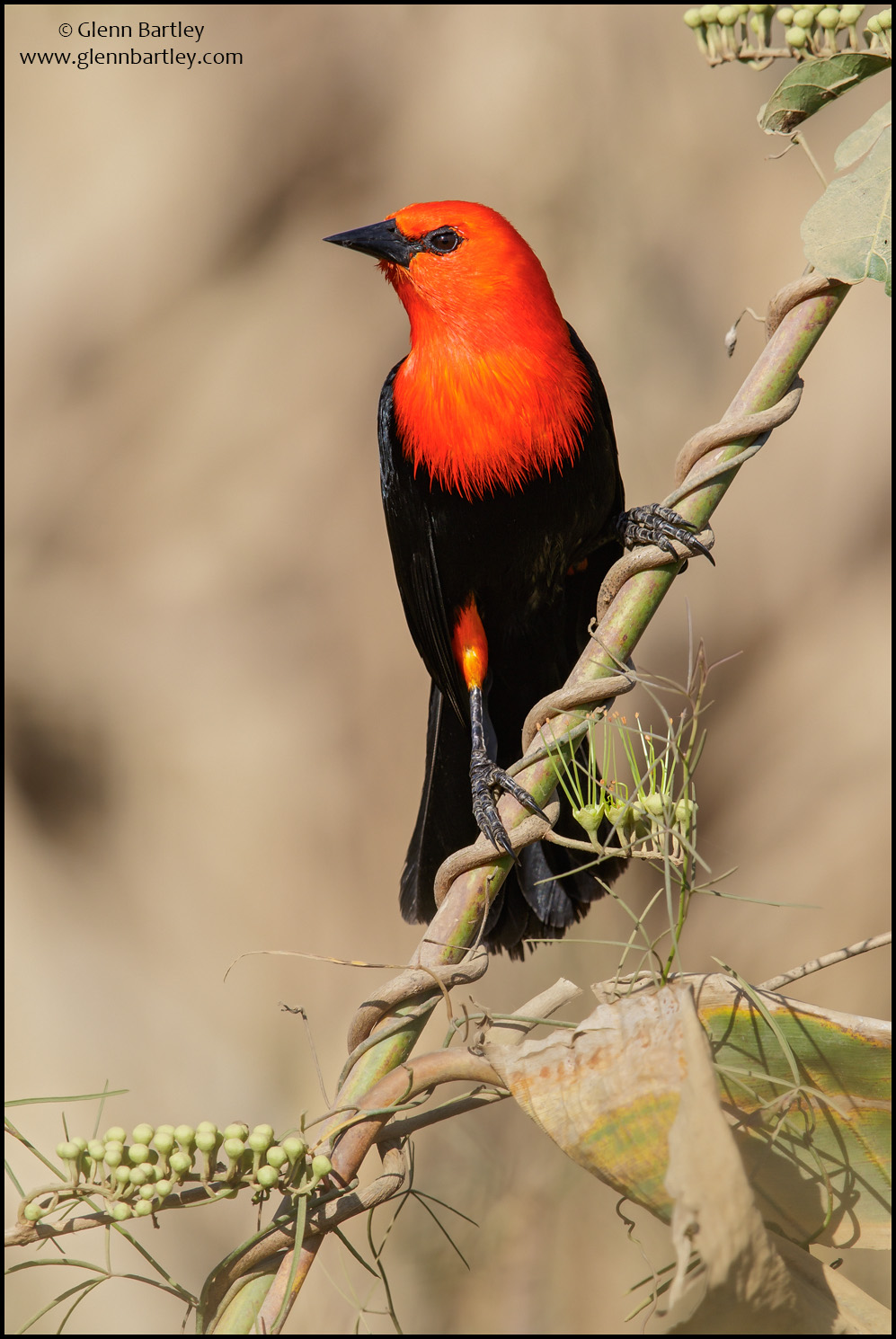 Scarlet-headed Blackbird - 01.jpg